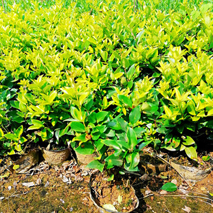 ��ɭŮؑ���� ��������ֱ�� ����r���ɻ��ʸ߻�������С�^�G��