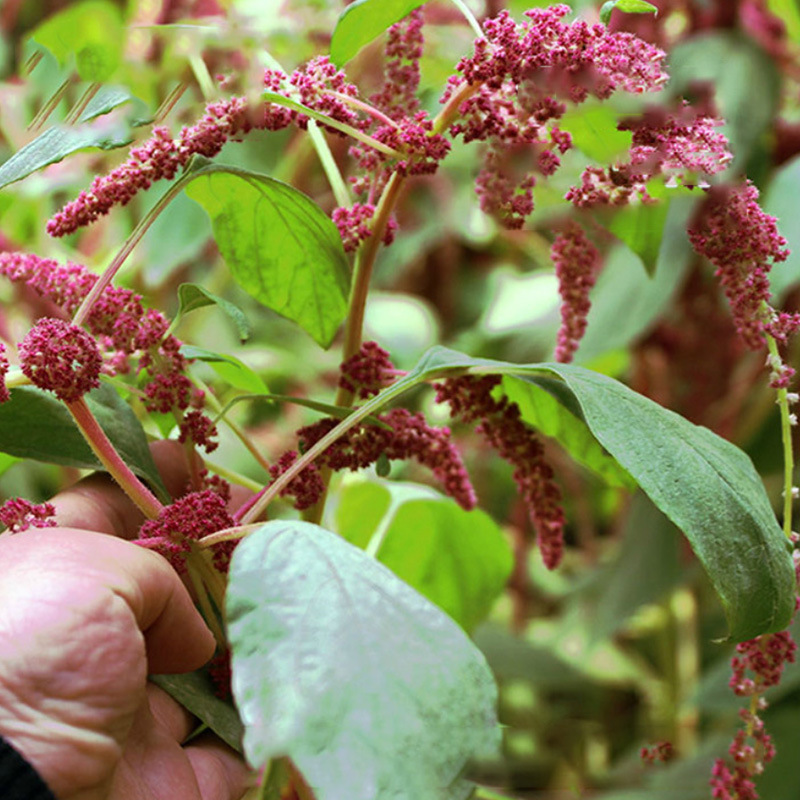 厂家批发植物饲料草种子 绿化工程菜兼用千穗谷草籽_4