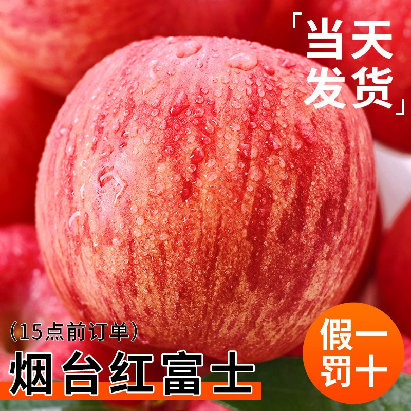 10 Qingxia Red Fuji Apples Crisp and Sweet Yantai Shangpingguo Shandong Xinchou Rock Candy Fresh Fruit Season Whole Box