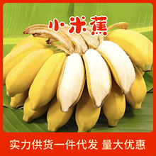 正宗小米蕉 代发广西新鲜绿皮香蕉当季批发10斤芭产地直发包邮