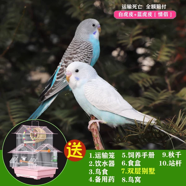 White Tiger Leather+Blue Tiger Skin+Double Villa+Bird Nest+Qiu Qianbao Talks a Gong