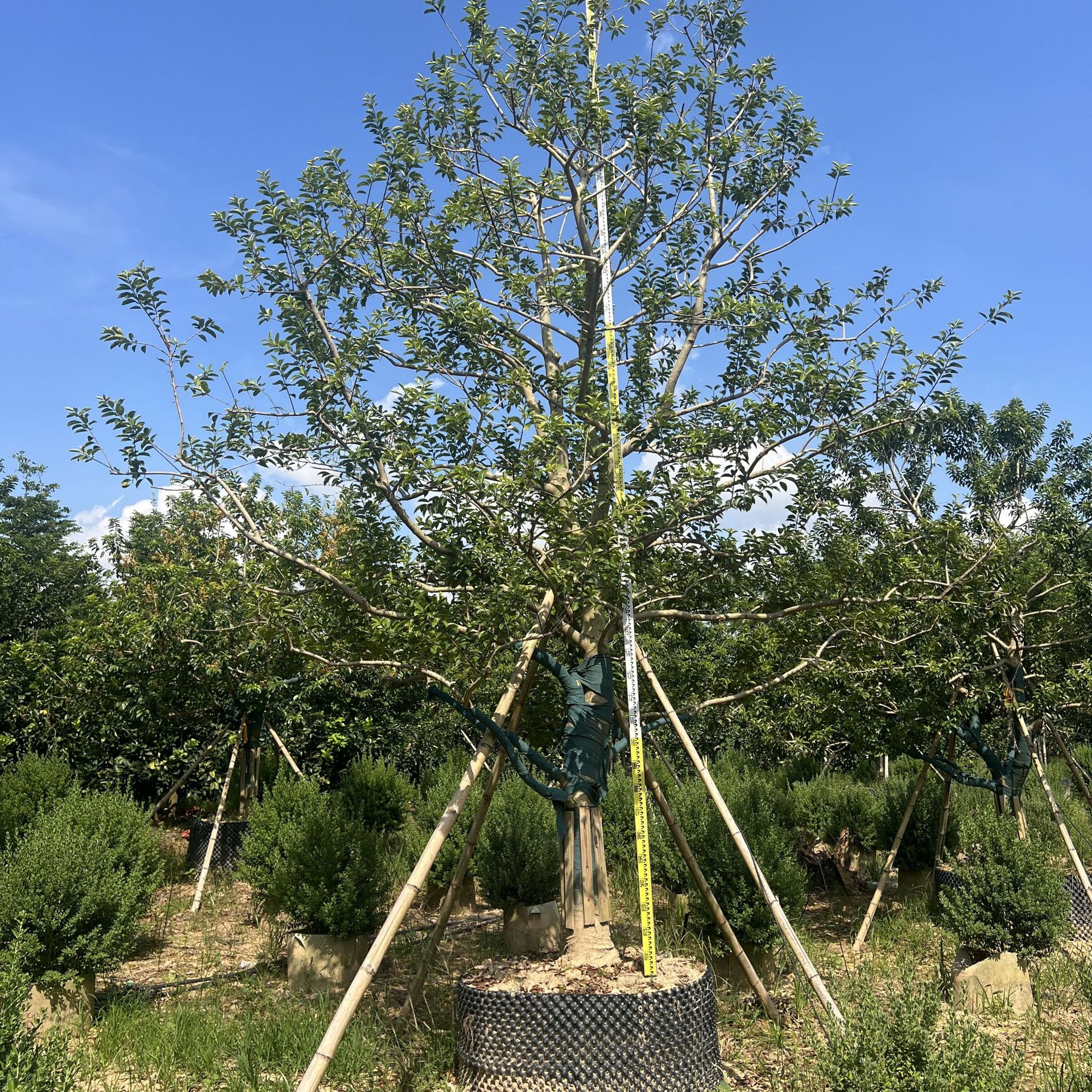 福建冬青基地批发 造型弯杆冬青 红果冬青老桩造景树基地