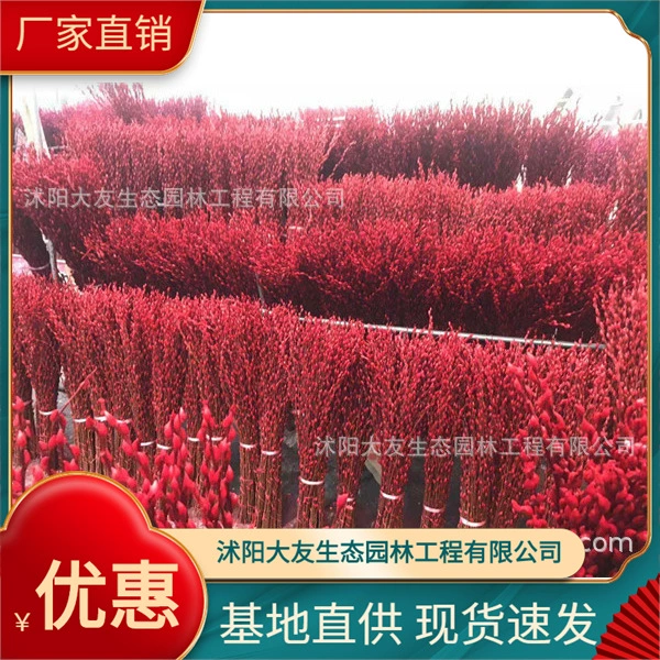 Yinliu Base Оптовые сорта самостоятельного производства Полные живописные Ландшафтные инженерные озеленение рассады