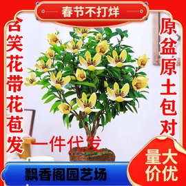 一件代发含笑花苗盆栽室内阳台浓香型庭院地栽大树苗南方四季开花