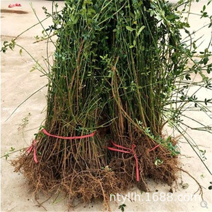 ӭ�����紹�������B�N������ͥԺ�̨�G�������Ե��������ͺ�ֲ��