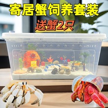活体寄居蟹宠物饲养箱套餐专用沙儿童礼物躲避屋海盐攀爬藤生态缸