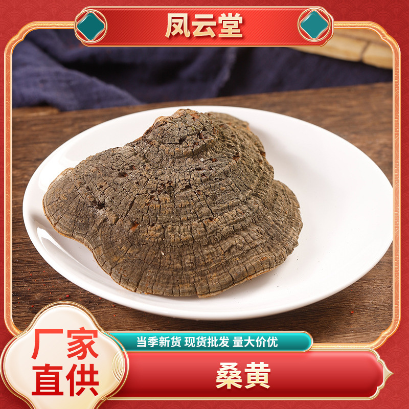 批发散装500g桑黄西藏金边桑黄足龄野生桑树桑黄整支云南大桑黄