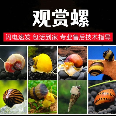 除藻螺黑金刚螺杀手马来洋葱斑马西瓜蜜蜂角螺除藻清洁罗批发宠物|ru
