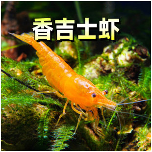 �㼪ʿ�r�׳����^�p�r�������ѻ��O�����S���r���ь��ﱧ��С�r