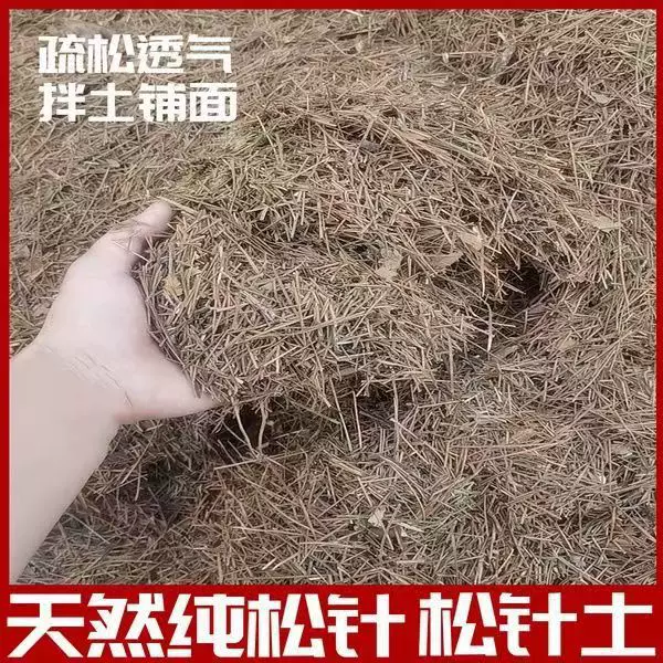 天然腐熟落叶松针土 花卉园艺蓝莓覆盖松针土 营养土 草炭土