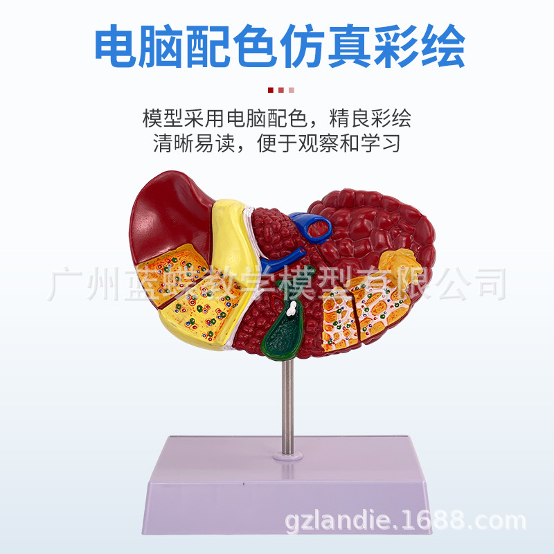 ҽѧ��������������ģ�͸��ŵ��ҵ��ܽṹ����ϵͳ������ʾ�̾�