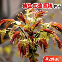 红油香椿种子四季速生香椿树种籽芽菜蔬菜籽口感好香味浓红椿种籽
