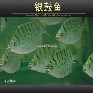 �y���~���w��ˮ�Ꭷ�^�p�~���c���X��y�X���~���BȺ�B���~