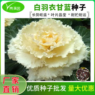 ���l�����¸��{�N�Ӱ�����ʹ�߲˷N�Ӵ�ȫ�^�p���{�߲����ͺ��N��