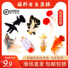 ���~���~�^�p�~С�͵�ˮ���B��ˮ�~�\��̩�{���^��β�m�۲ݽ��~��