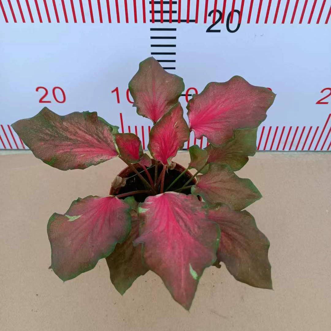 【基地直供】观叶花卉植物 居家花卉网红盆栽  110火烈鸟彩叶芋|ms
