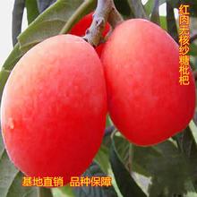 oɰ˼޽箔YСԵϱNֲ