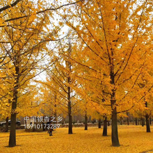 Їy֮l-Nֱ20yӘ l ҎRȫ 