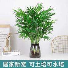 ˮ��ֲ������Ҭ�Ӹ��FҬ���ļ�����Gֲ�Pβ����B�͏d�k��������
