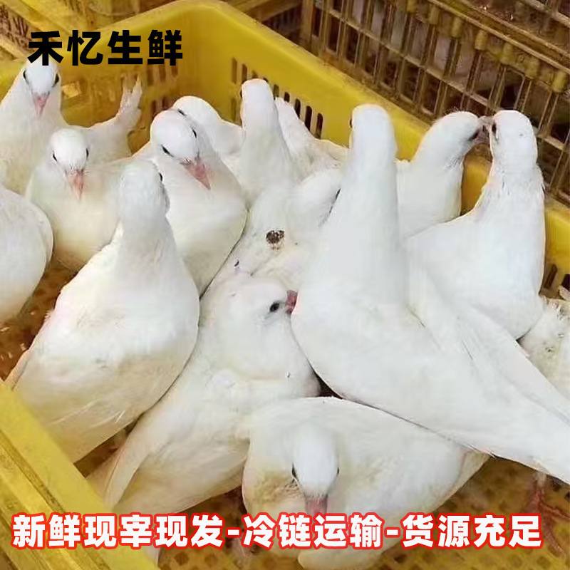 Freshly Slaughtered Pigeon Meat, Live-Killed Young Pigeons, Fresh Farm-Raised Free-Range Pigeons, Can Be Stewed for Soup, Nourishing or Milk