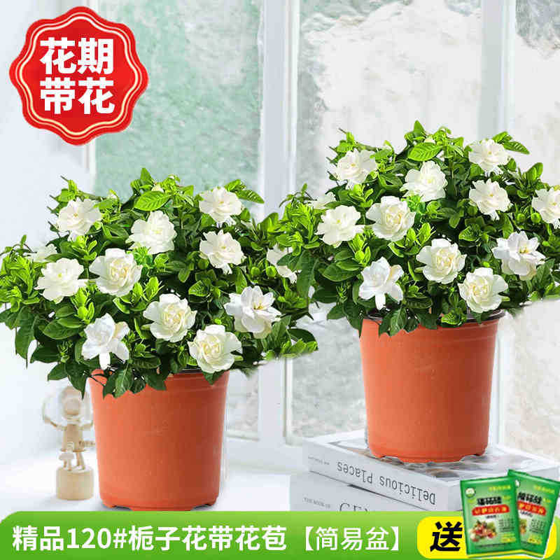 [특가 2냄비] 프리미엄 120#치자나무 개화기(간이화분)에 영양액을 공급