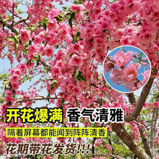 桃树风景树庭院别墅大树木观赏树室外绿化工程紫叶碧桃树盆栽活苗