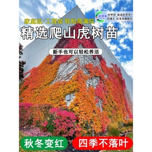 Climbing Vine Plant for All Seasons, Climbing Vine Sapling Potted Outdoor Greening, Three-Leaf and Five-Leaf Climbing Vine Seedling