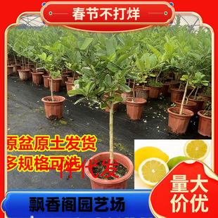 һ�����l��ˮ���ʘ�������Ԏ�����ʳ���̨ͥԺ�Nֲ�ļ��Y���V�|