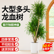 ��Ѫ��͏d�Gֲ���Զ��^��횘�͏d�Ⱥ��B���;Gֲ���F��ֲ������