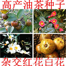 油茶种子 大果红花油茶种子 白花油茶 茶花山茶 茶树种子油茶树籽