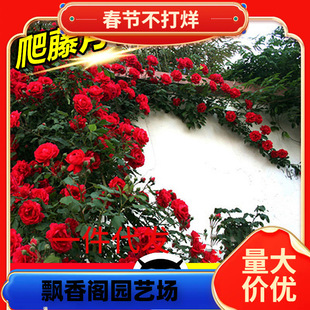 һ�����l�Nޱ���������ļ��_��ͥԺ�ٱ��¼�����ֲ�ﻨ������ֲ��