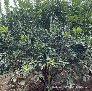 ���Ә����������ݹ�ԭ�ضθ���ֲ��2-6�����l