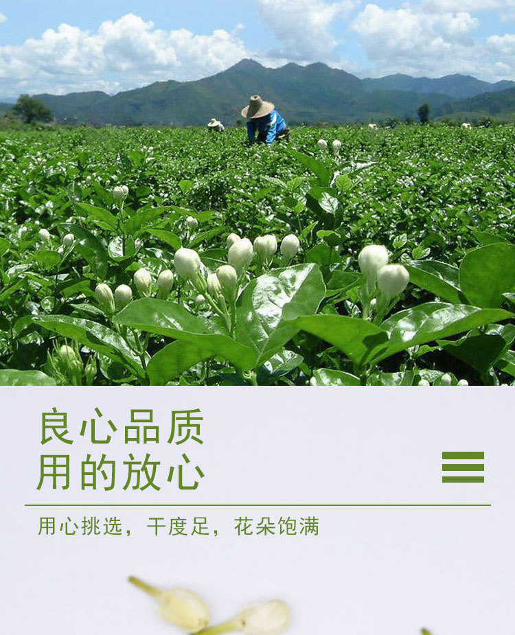 Dried Jasmine Flower Tea Mo Li Hua 500g Whole Buds for Infusions and Blends key features