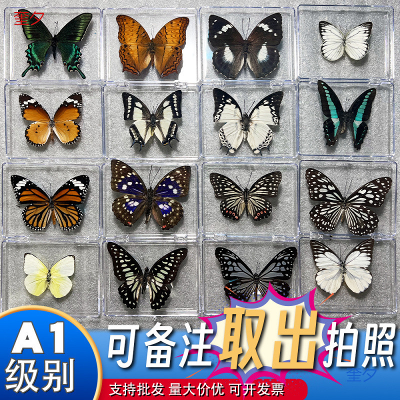 真蝴蝶标本摆件透明盒宝宝礼品教学用品 拍摄道具创意手工diy装饰