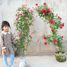 【跨境供貨】藤本月季大苗歐月爬藤薔薇花苗四季開花卉盆栽爬牆大