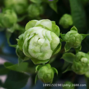 Wholesale Balcony Miniature Rose Seedlings Green Flowers Lightning Indoor Window Sill Rose Garden Potted Green Plants Florals