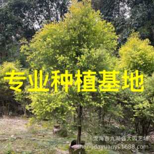 �������l�㽭ǧ�ӽ� �S�������r ��1.5���S������ �Sǧ�Ә�r��