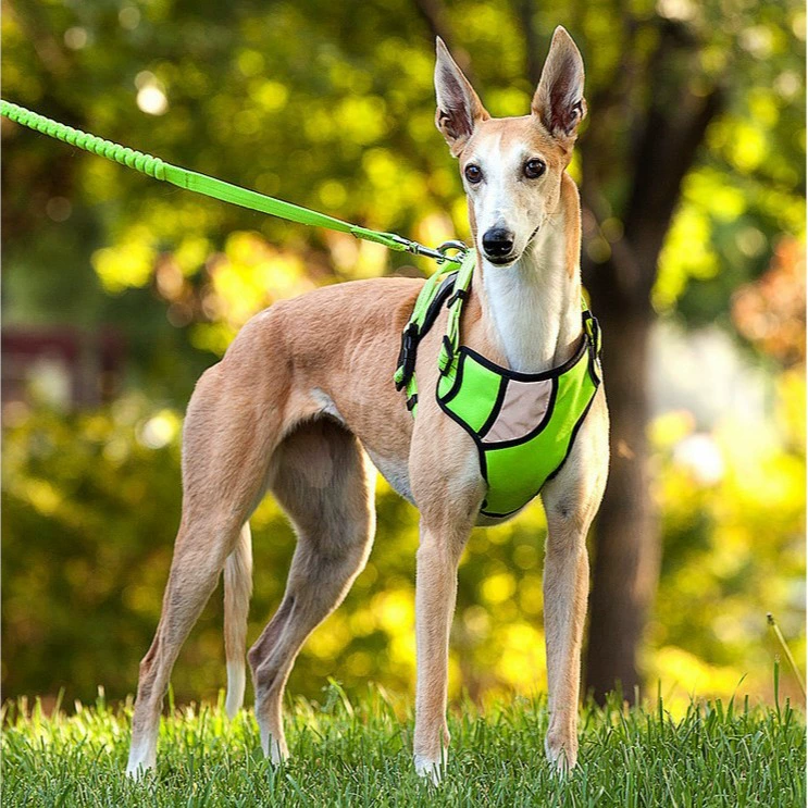 Собачий поводок для собак Собачьи принадлежности для животных Собачьи товары на груди Рюкзак для домашних животных Одежда для больших собак