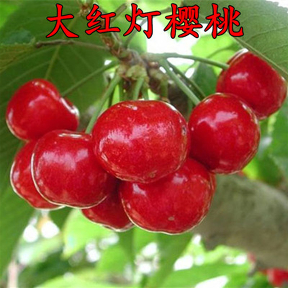 新品种辉煌1-5樱桃树苗特大黄色蜜樱桃苗鲁婴3号庭院种植当年结果
