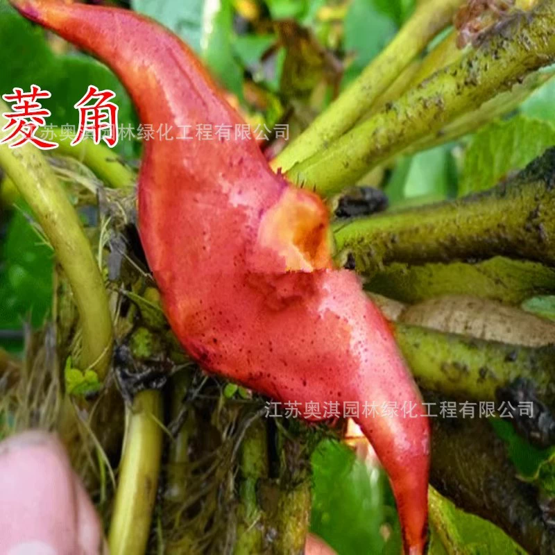 Семена водяного каштана Саженцы Красной воды каштана Водные растения Красной воды каштана Разведение рыбы танк может есть водяной каштан растения