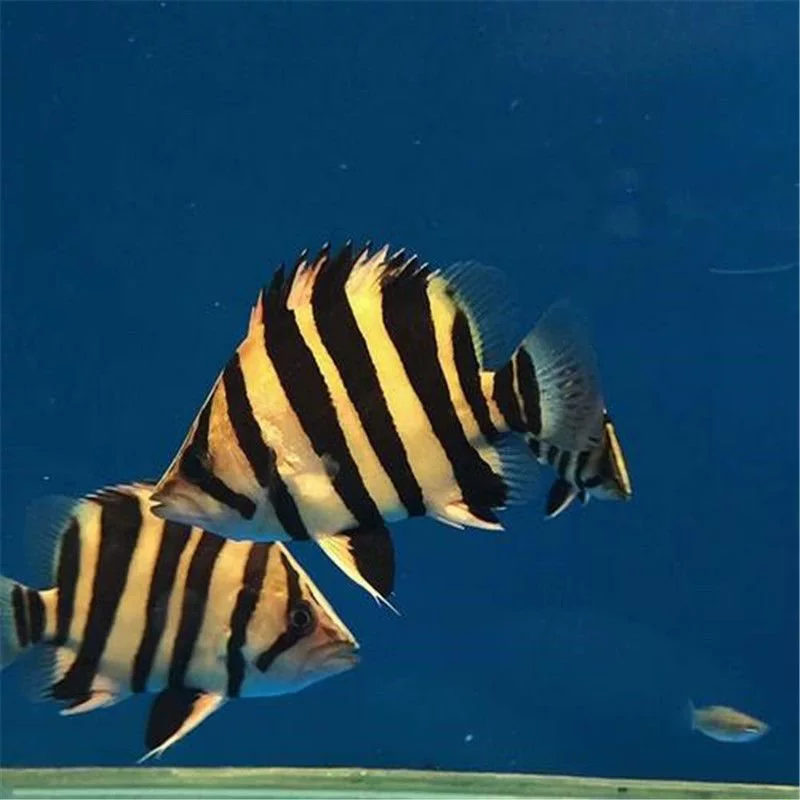 Суматранский тигр, индонезийский бычок, живой сагуша