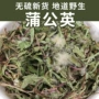 蒲公英产地野生无硫中药材