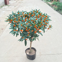 �ļ��𻨘�������ֲ���̨�����^���҃Ȏ���������ͥԺ�ļ�����