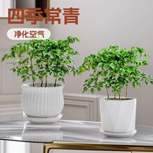 �Ҹ�����������Gֲ���ļ������k���һ��܃����՚�����ȩ�Ҹ�����