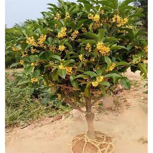 �𻨘�����½�𵤹�޽ӹ����Ե��Գ���������ͥԺ����