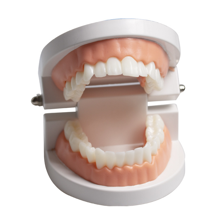 Modelo dental de práctica para la enseñanza de estética dental, adhesión y extracción de piezas de prótesis, dientes de porcelana completa para práctica de veneer.
