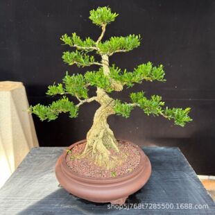 �S���Ϙ��辰����ȸ�ఙƤ����С�~���Ԙ䘶ֲ�ﶨ������С�~�S��
