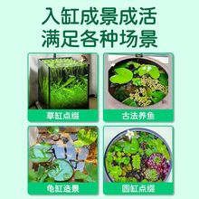 浮萍水草植物鱼缸造景冒泡水培一叶莲水芙蓉水葫芦睡莲真水草易养