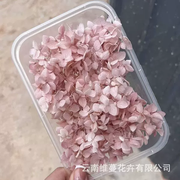Shallow pink purple