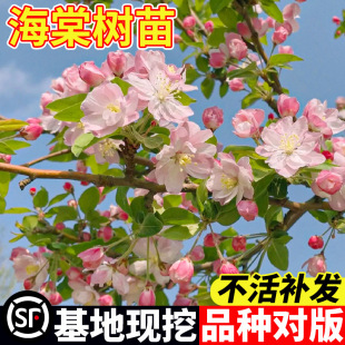 �ߗU���Ļ����紹�z�������Ļ���ֲ������ͥԺ�����ͺ��̓��L����